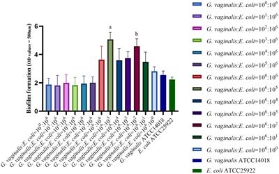 In vitro biofilm formation of Gardnerella vaginalis and Escherichia coli associated with bacterial vaginosis and aerobic vaginitis